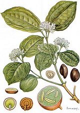 Plantas medicinales
